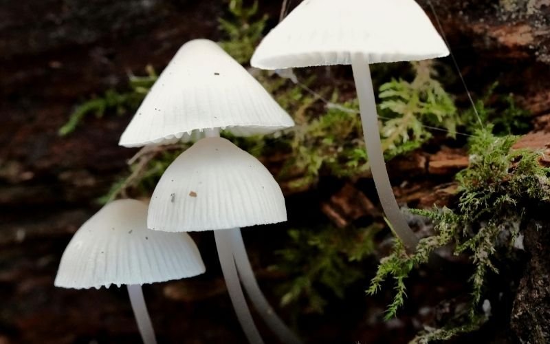 Mold Spore Allergies The Hidden Trigger in Your Home and How to Defeat It