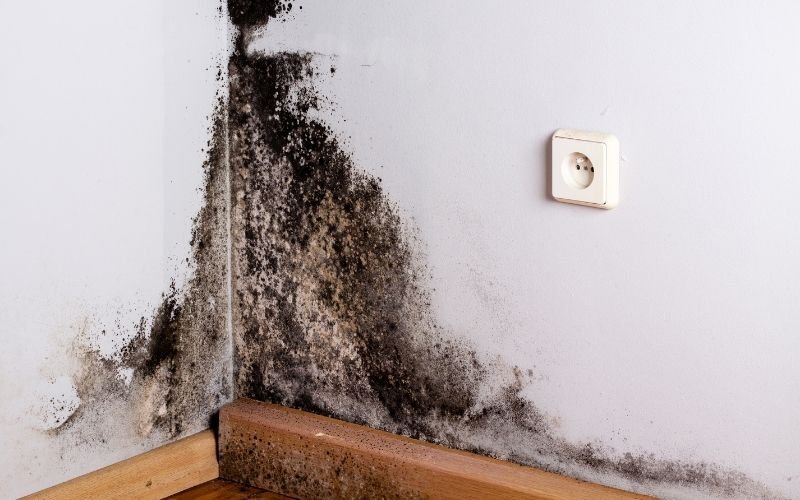Mold Spores & Indoor Allergies in 2025: Why Symptoms Spike When the Weather Cools Down