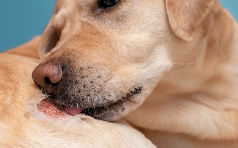 Pet Dander Allergy in 2025 What’s New, What Works, and What the Data Says