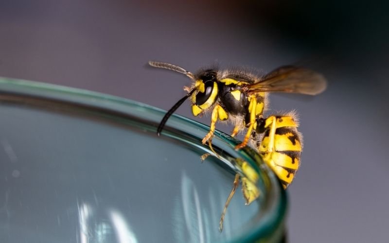 Bee, Wasp & Fire Ant Allergies What You Need to Know Before the Next Sting