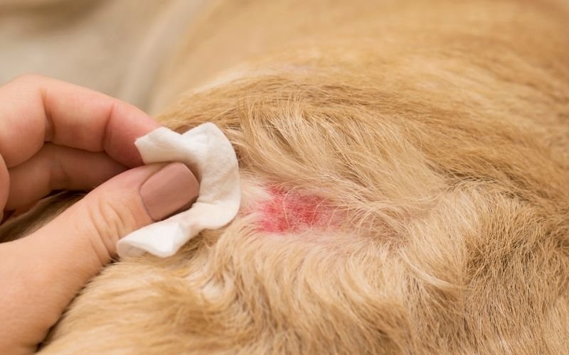 Pet Allergies vs Pet Dander Why It’s Not Just the Fur (And What Actually Helps)